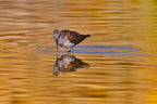 Common redshank Poster och Canvastavla