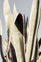 Agave_001 Poster och Canvastavla