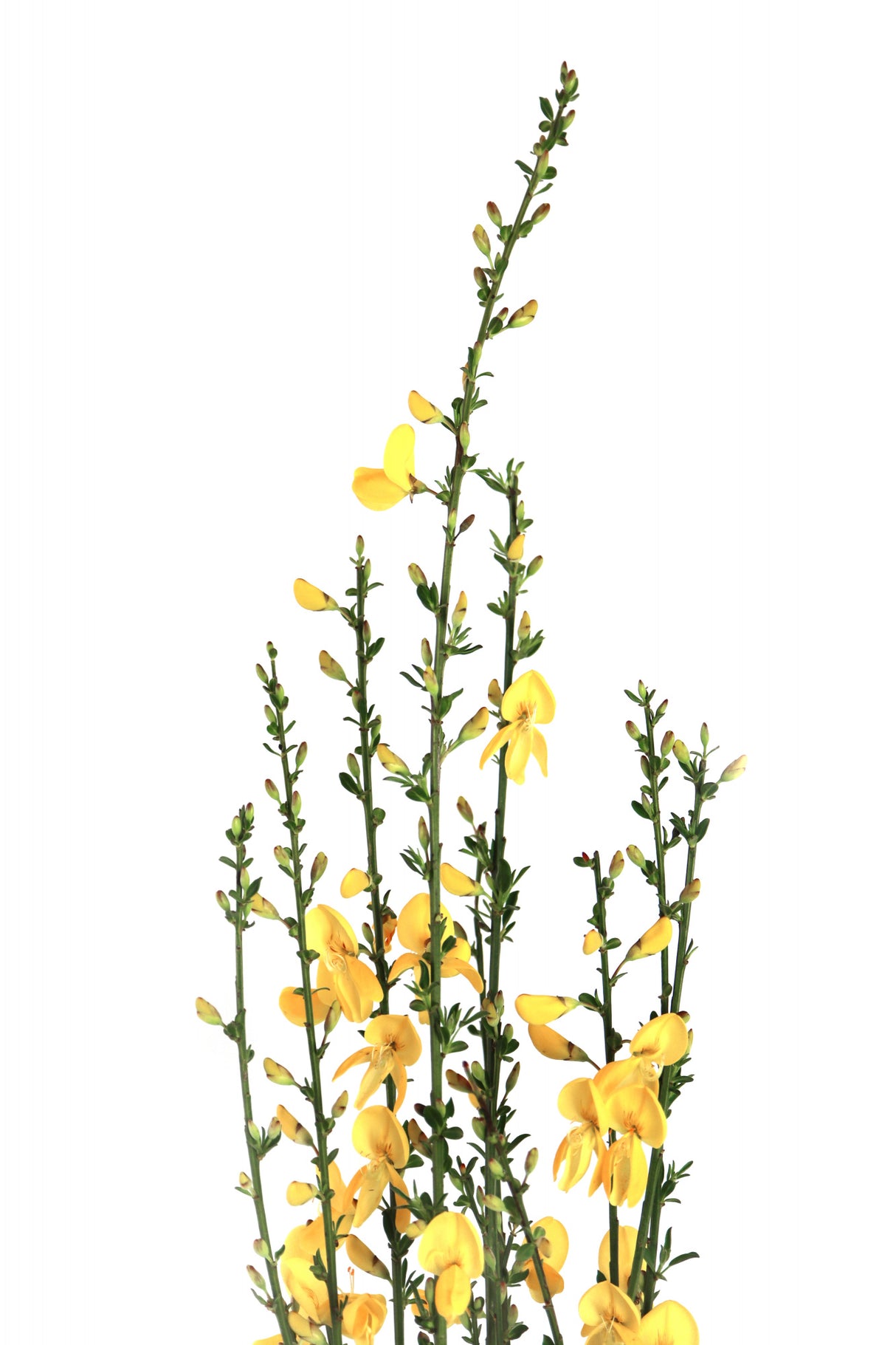 Yellow blooms Poster och Canvastavla