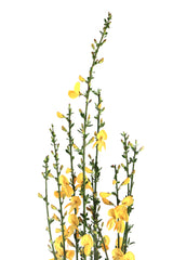 Yellow blooms Poster och Canvastavla