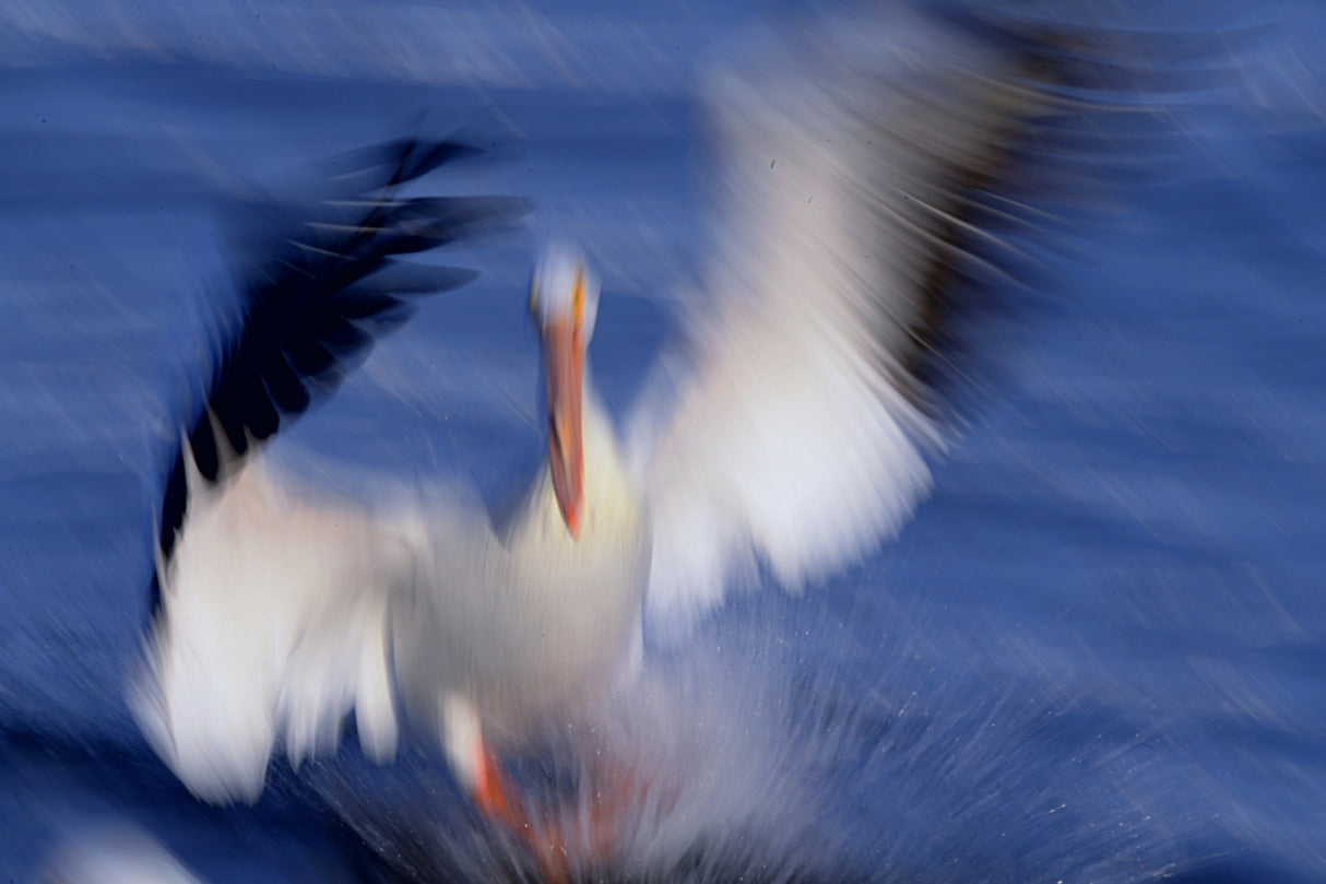 Pelican Poster och Canvastavla