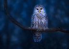 Barred Owl Poster och Canvastavla