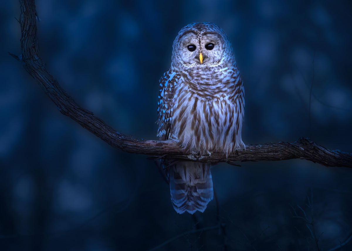 Barred Owl Poster och Canvastavla