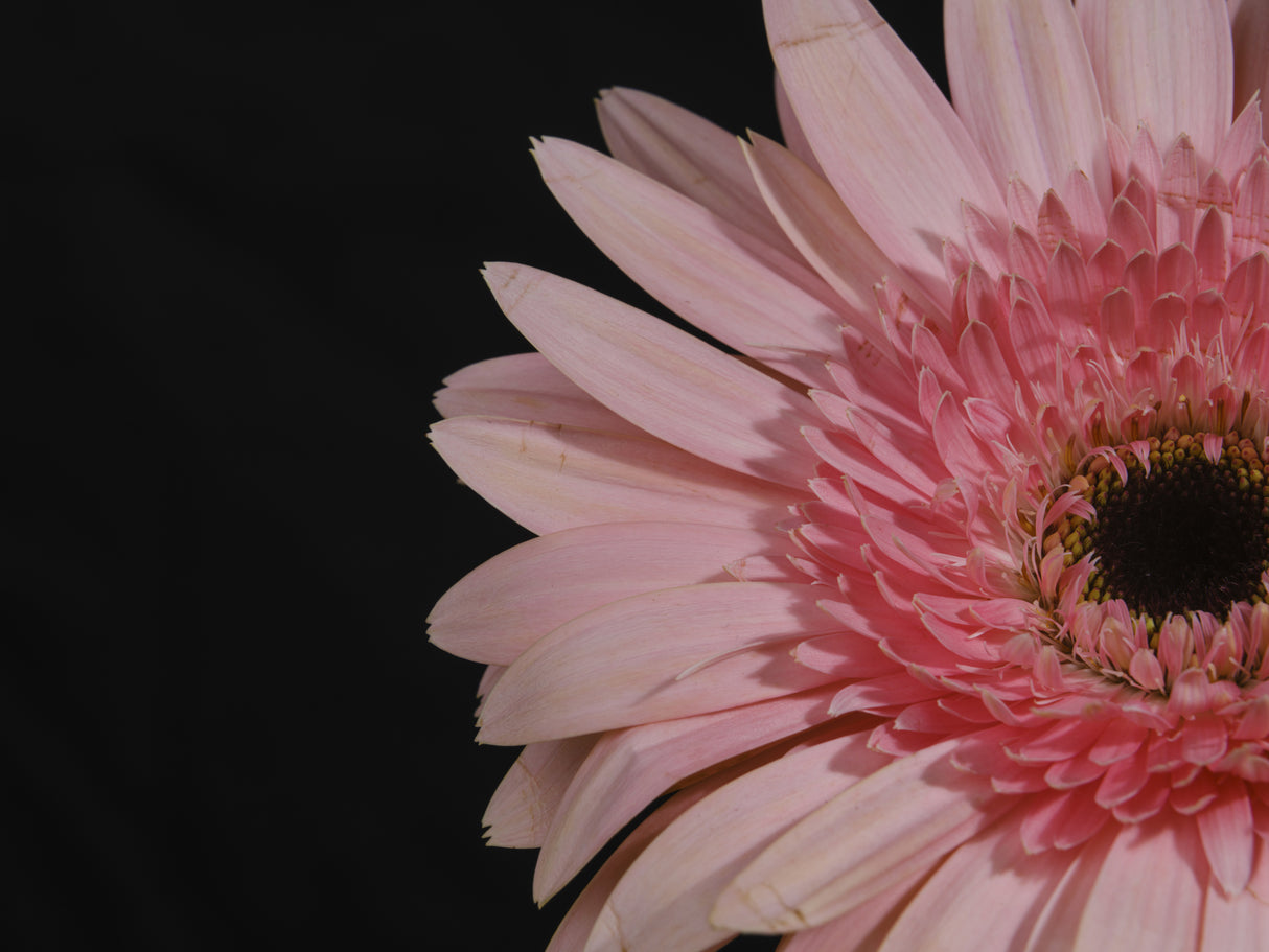 beautiful flower Poster och Canvastavla