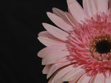 beautiful flower Poster och Canvastavla