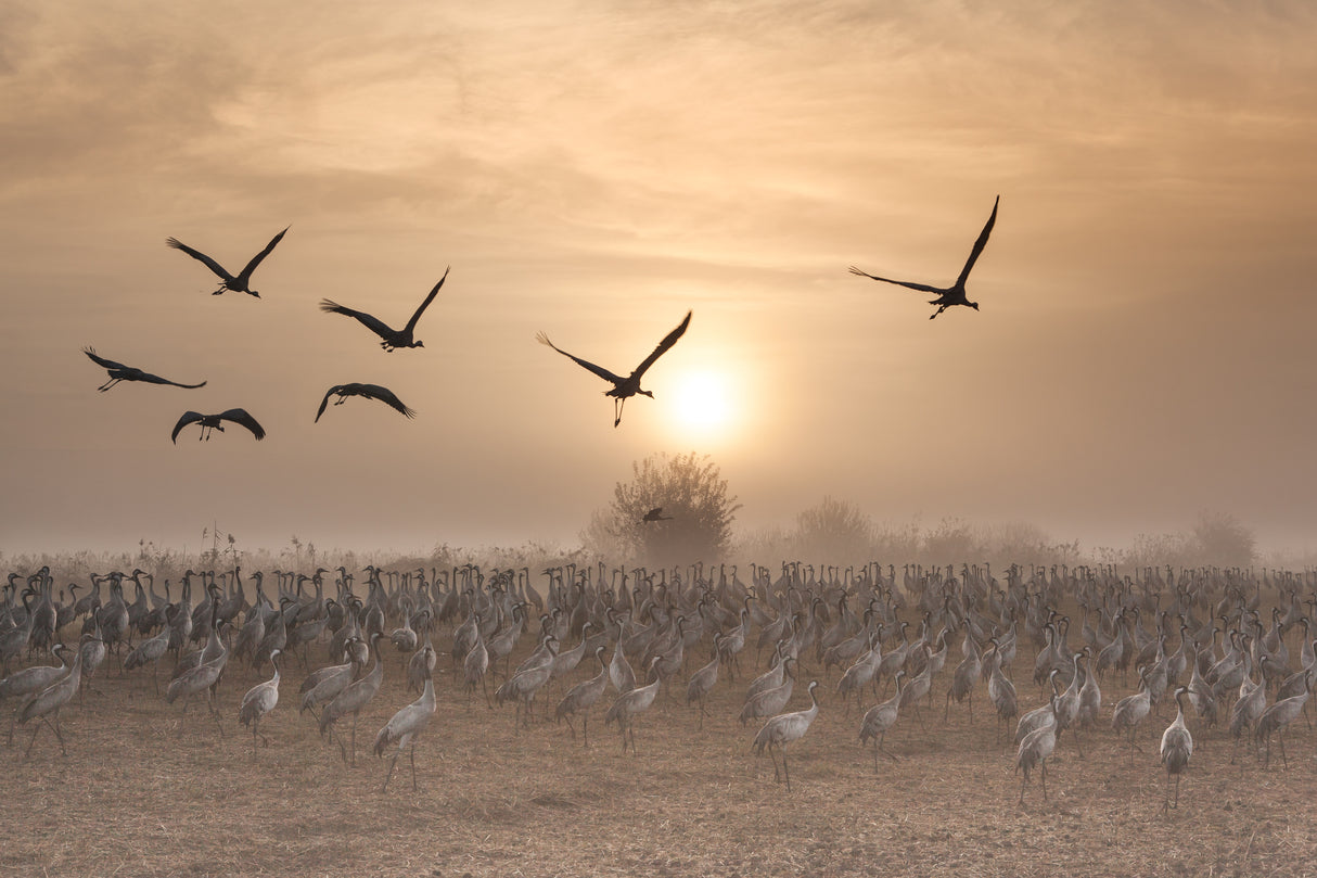 Cranes at sunrise... Poster och Canvastavla