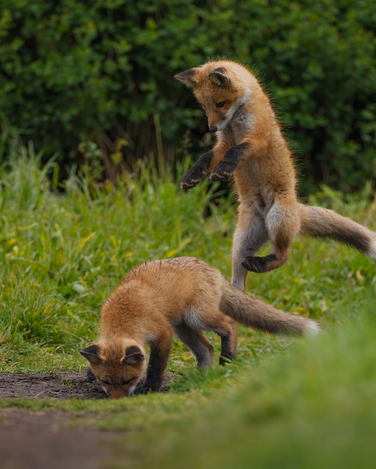 Red fox Poster och Canvastavla