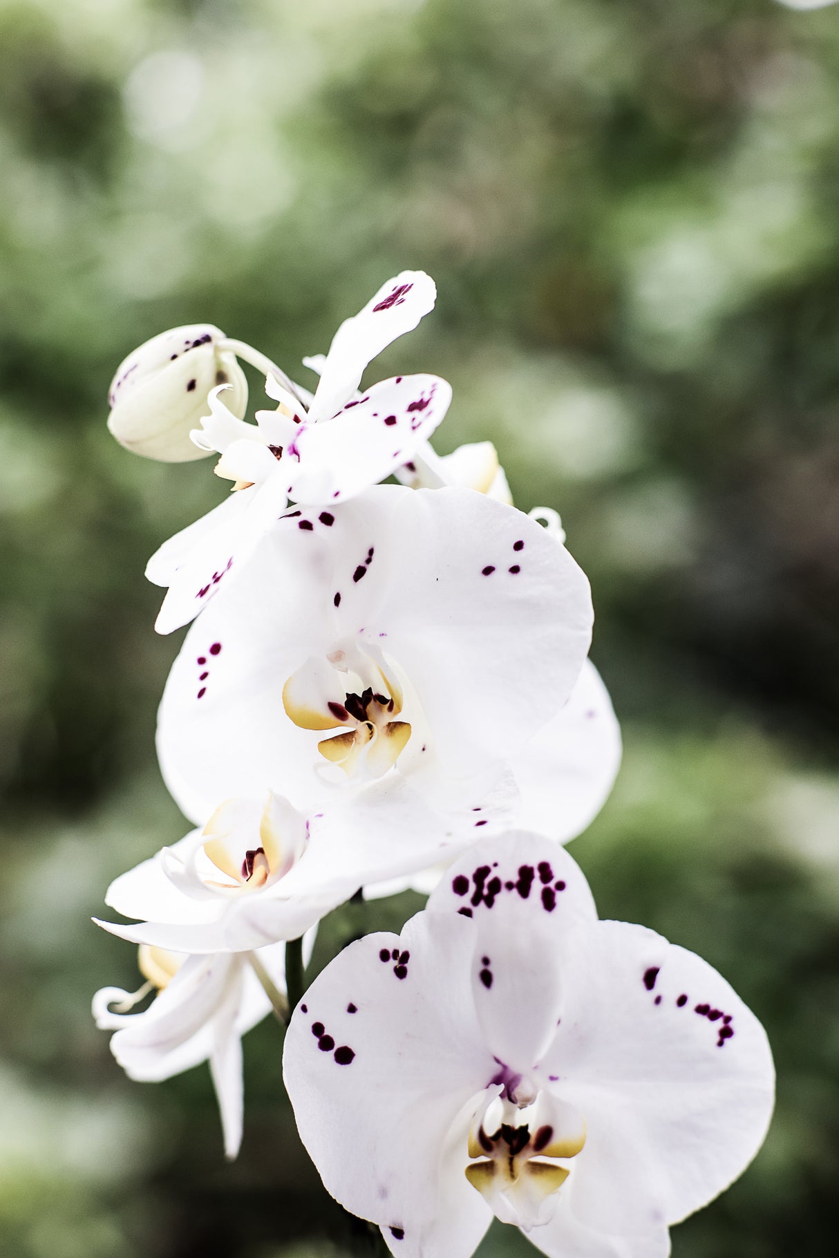 Spring Blooms Poster och Canvastavla