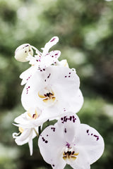 Spring Blooms Poster och Canvastavla