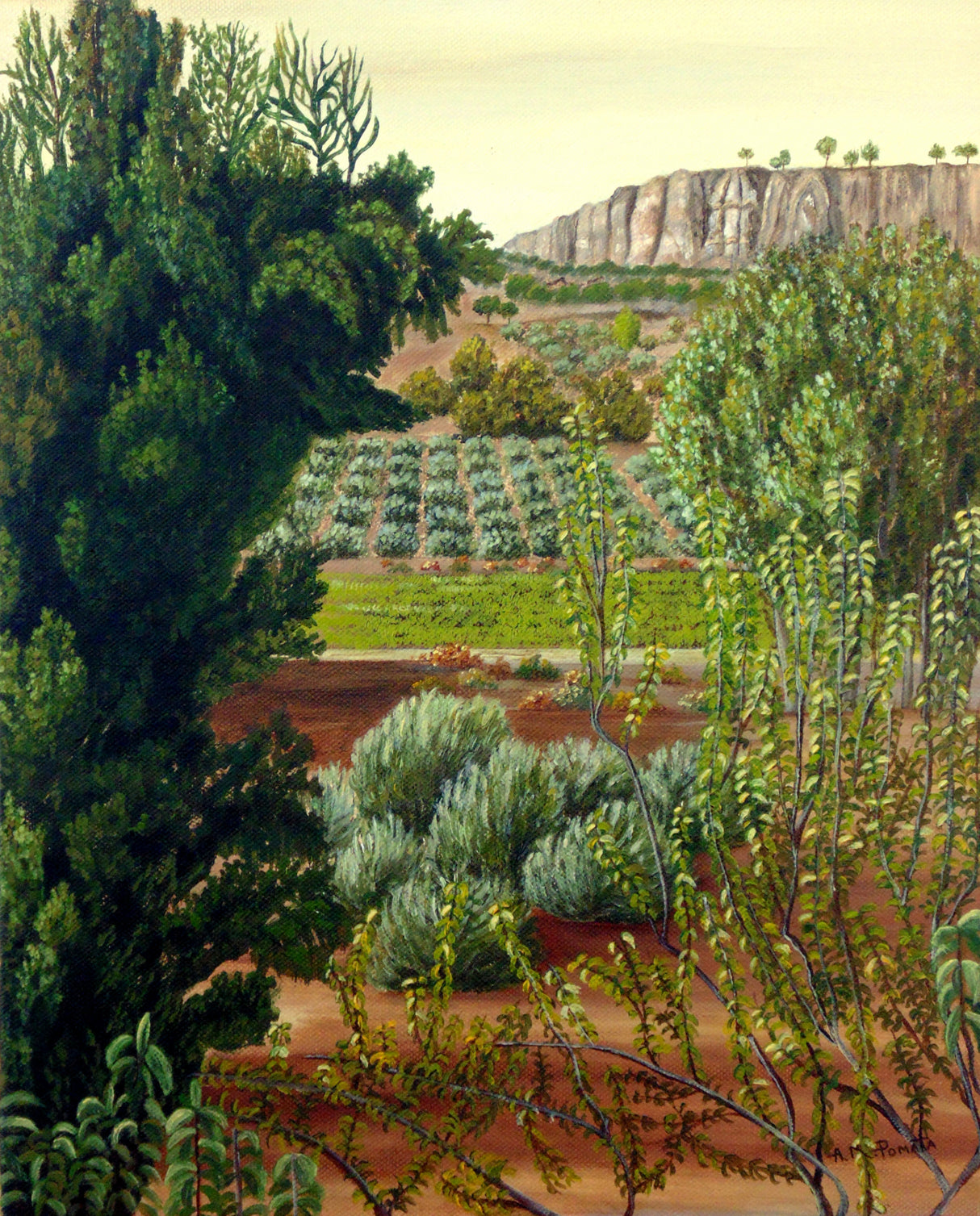 High Mountain Olive Trees Poster och Canvastavla