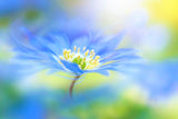 Wind flower Poster och Canvastavla