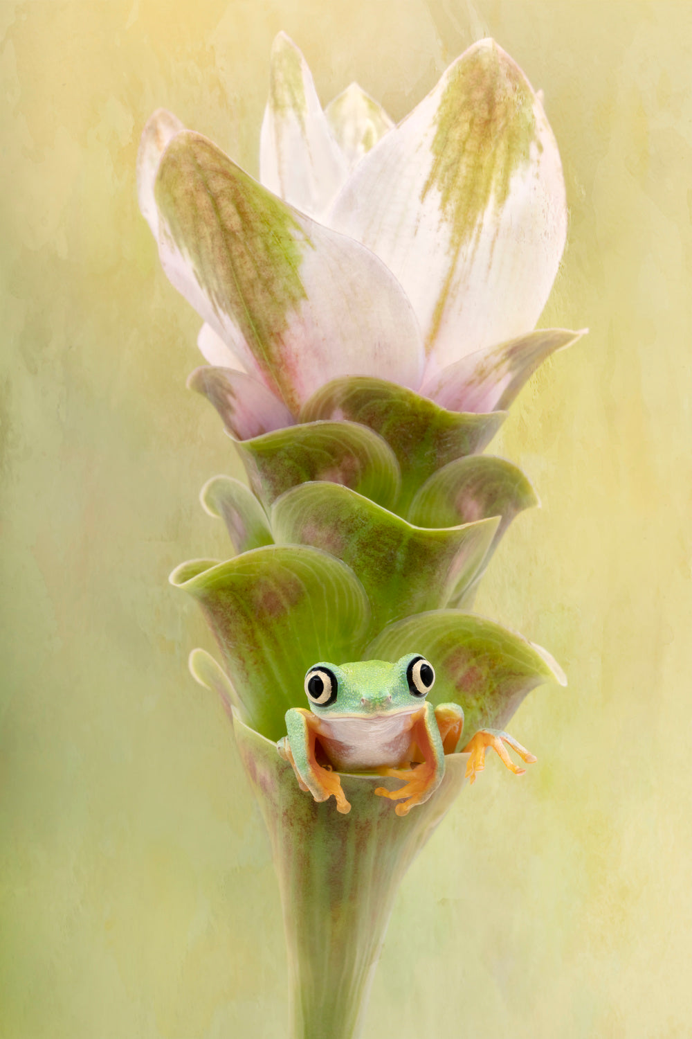 Lemur Tree Frog on A Ginger Curcuma Flower Poster och Canvastavla