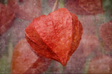 Still life Poster och Canvastavla