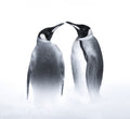 we are King penguin Poster och Canvastavla
