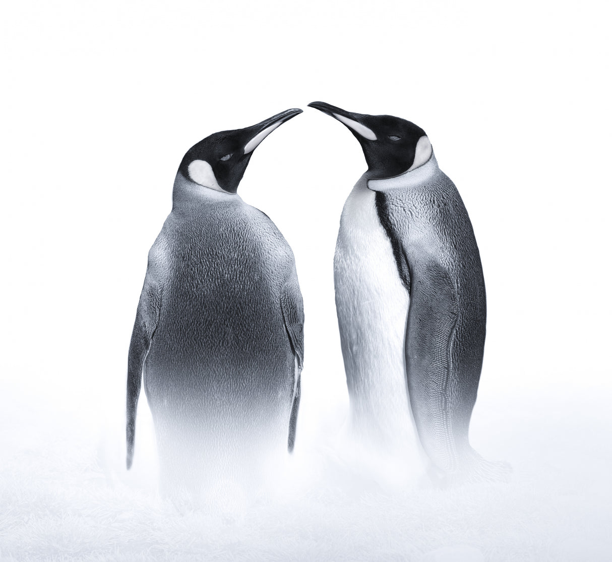 we are King penguin Poster och Canvastavla