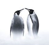 we are King penguin Poster och Canvastavla