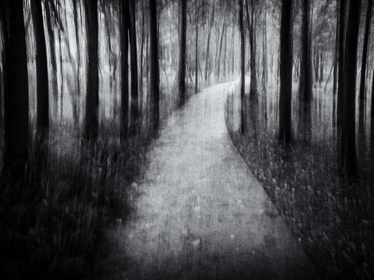 Path in the Woods Poster och Canvastavla