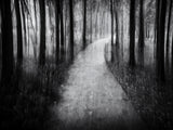 Path in the Woods Poster och Canvastavla