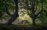 Guardians of the forest Poster och Canvastavla