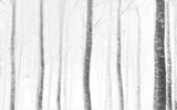 forest Poster och Canvastavla