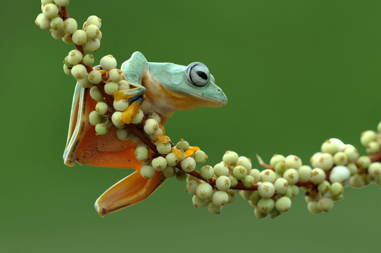Flying frog Poster och Canvastavla