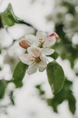 Spring Series - Apple Blossoms in the Rain 11/12 Poster och Canvastavla