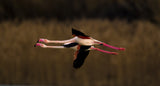 Greater Flamingo Poster och Canvastavla