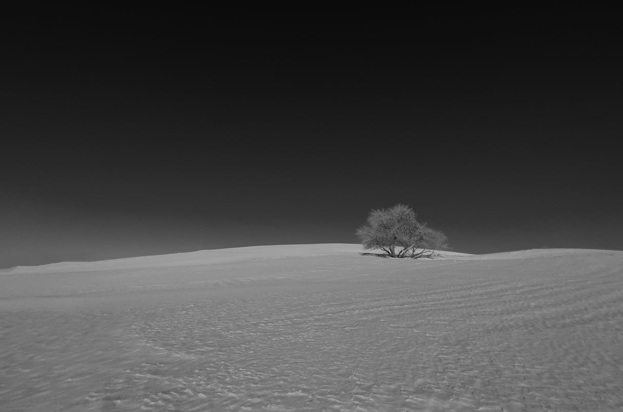 Lonely Tree Poster och Canvastavla