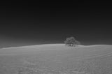 Lonely Tree Poster och Canvastavla