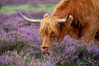 Highland Graze Poster och Canvastavla