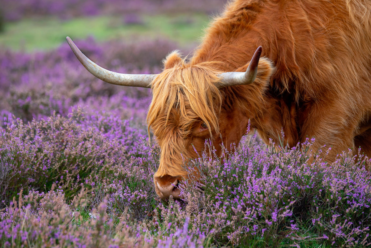 Highland Graze Poster och Canvastavla