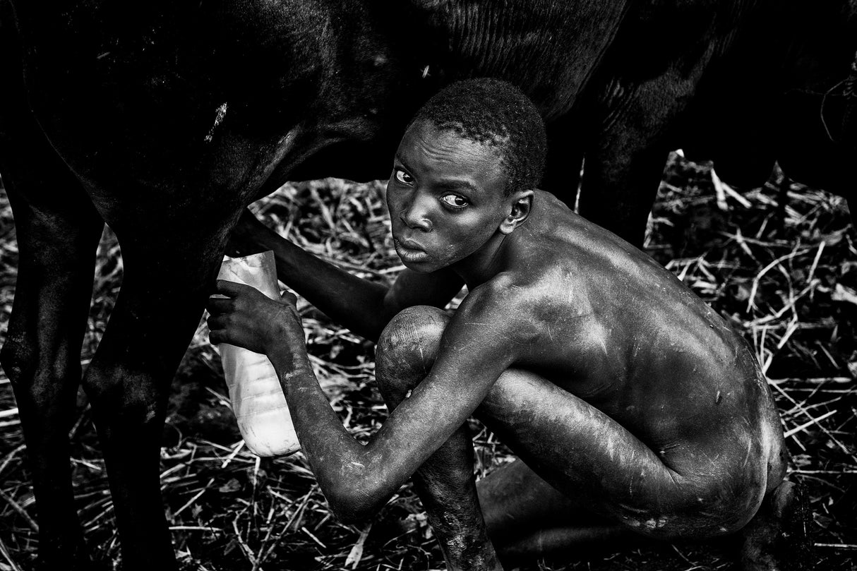 Surma boy milking a cow. Poster och Canvastavla