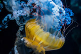 UNDERWATER DANCER Poster och Canvastavla