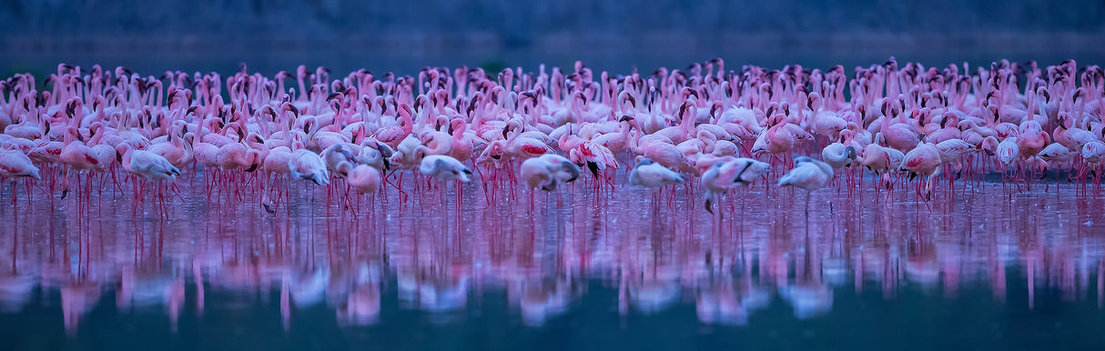 Flamingos Poster och Canvastavla