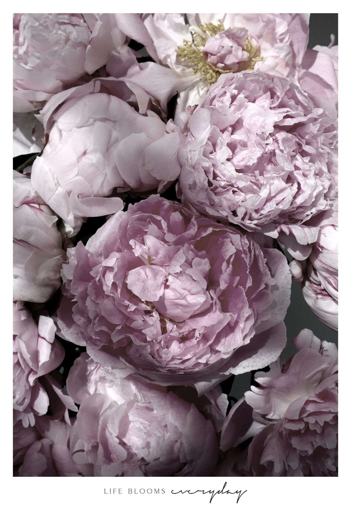 Life blooms everyday peonies Poster och Canvastavla