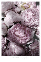 Life blooms everyday peonies Poster och Canvastavla