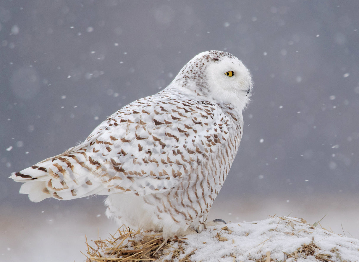 A Side Portrait of Snowy Owl Poster och Canvastavla