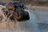 The Hippo Poster och Canvastavla