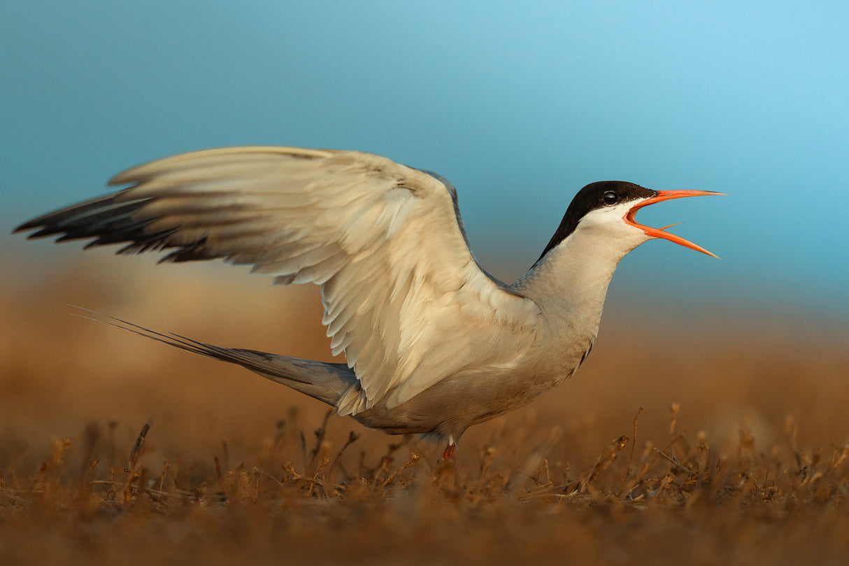 white-cheeked tern Poster och Canvastavla