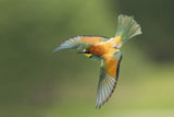 Bee eater Poster och Canvastavla