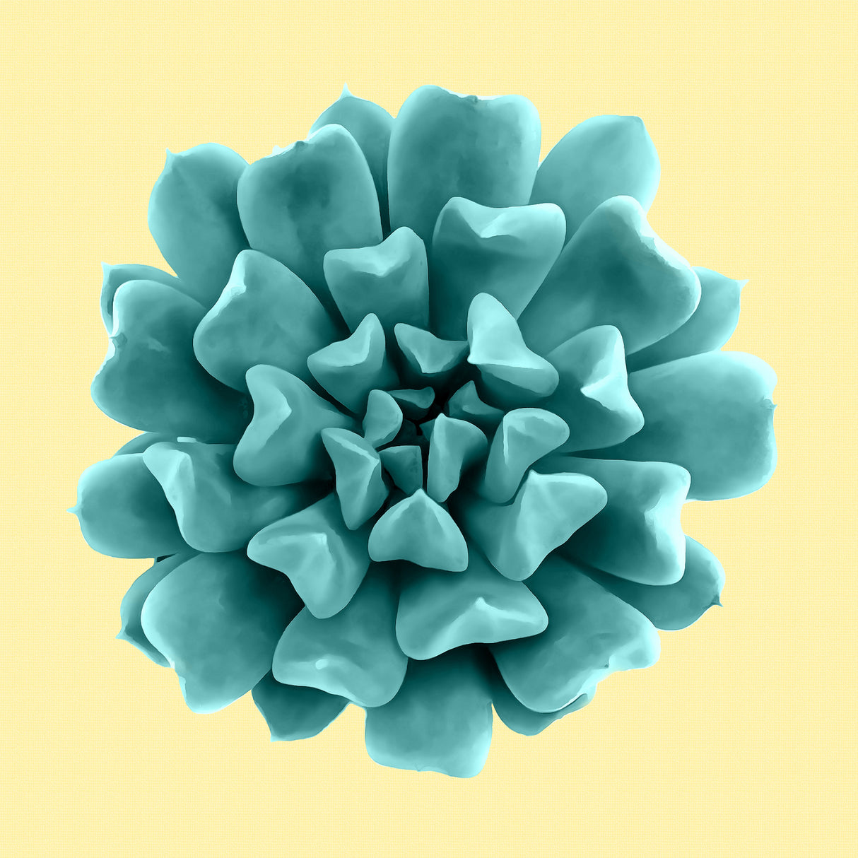 Teal Succulents on Yellow Poster och Canvastavla