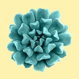 Teal Succulents on Yellow Poster och Canvastavla