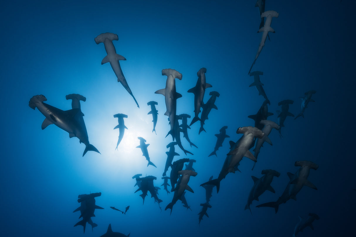Hammerhead Shark - Underwater Photography Poster och Canvastavla