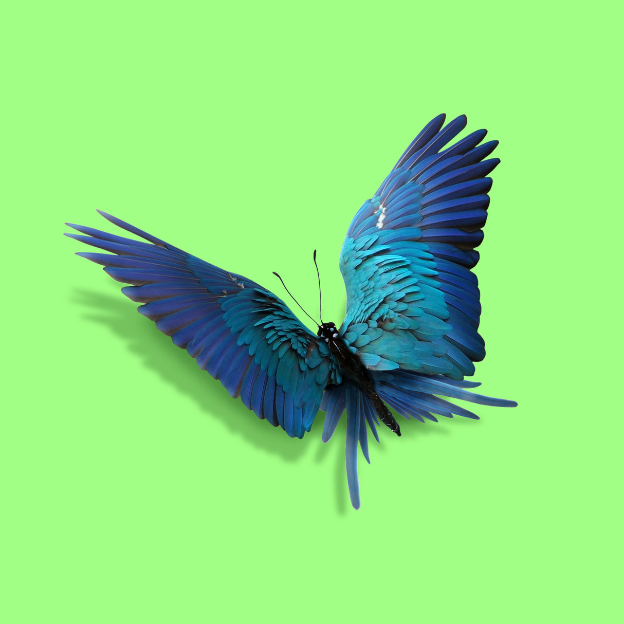 Parrot Butterfly Poster och Canvastavla
