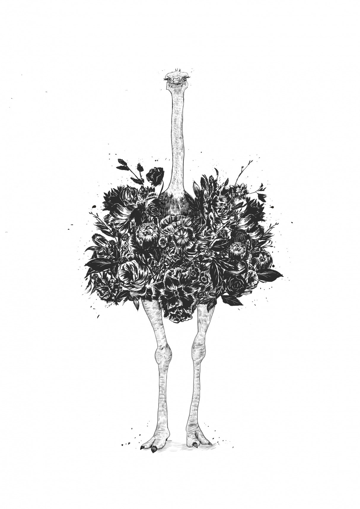 Floral ostrich Poster och Canvastavla