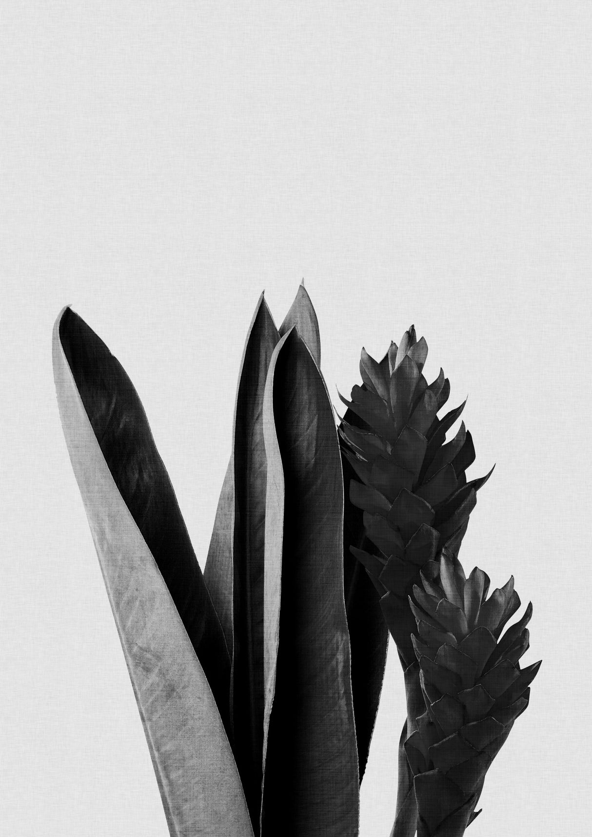 Flower Black & White Poster och Canvastavla