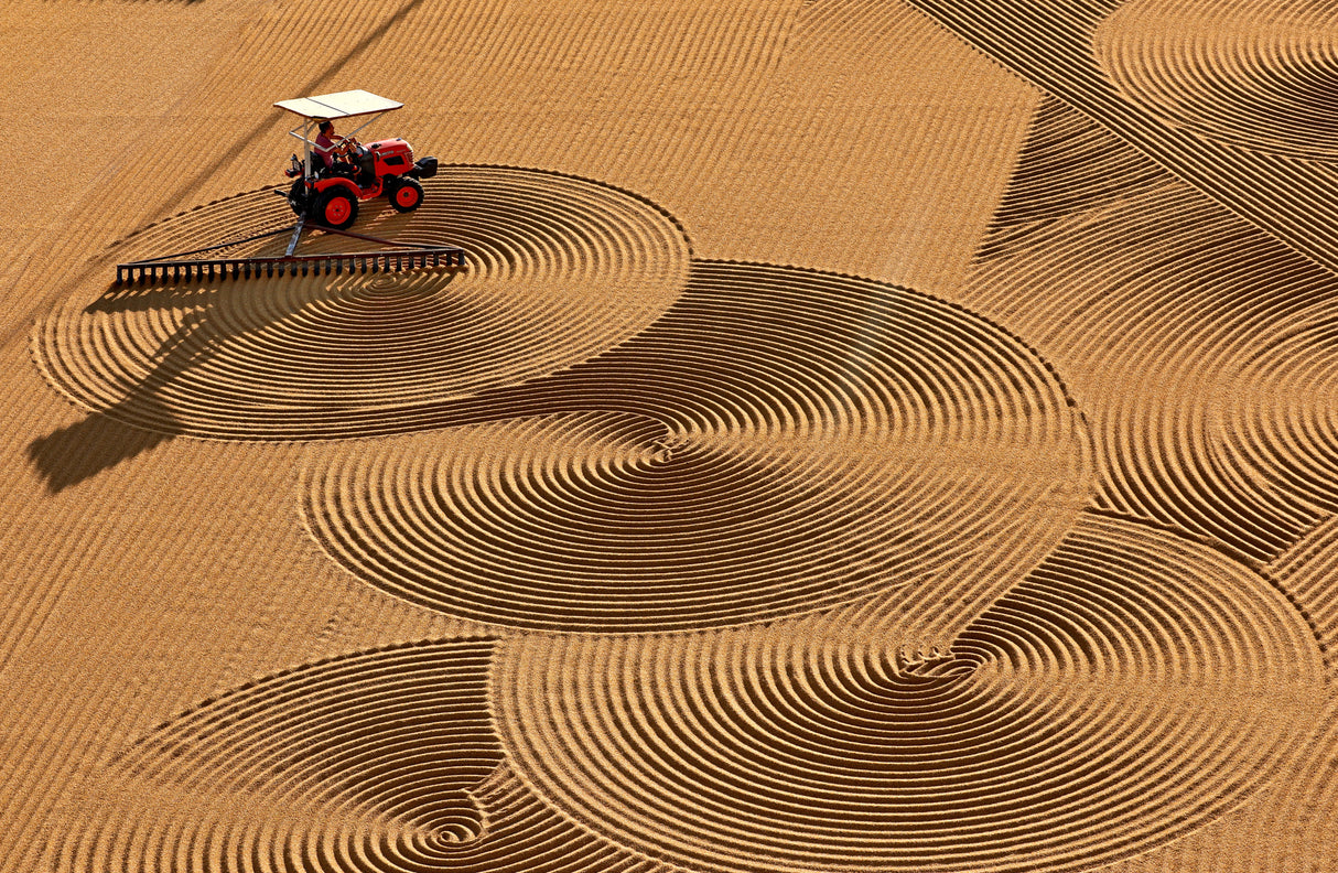 Artistic wheat drying Poster och Canvastavla