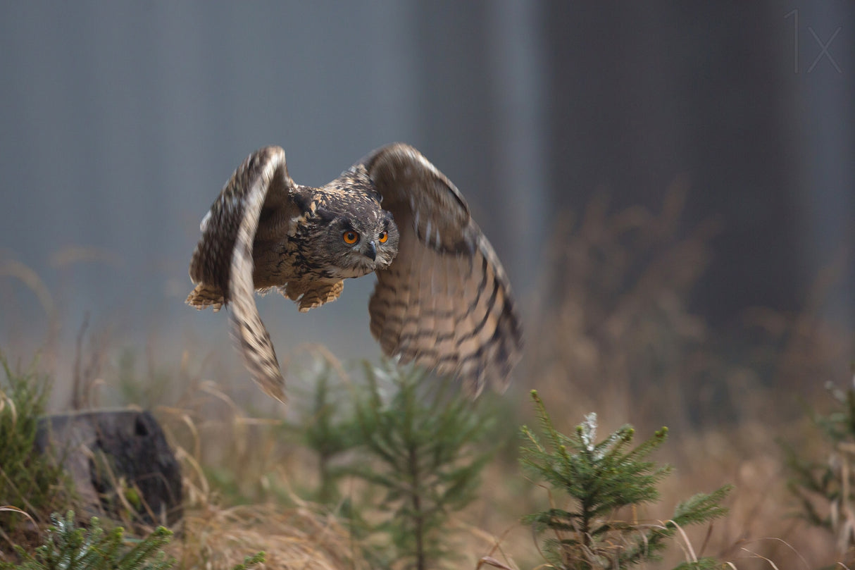 Eurasian Eagle-Owl Poster och Canvastavla