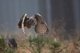 Eurasian Eagle-Owl Poster och Canvastavla