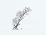 Lone Tree in Winter (Black/White) Poster och Canvastavla